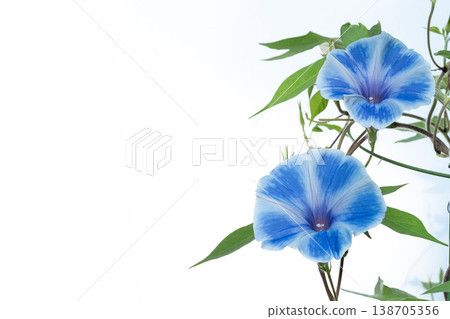 A photograph of a blue morning glory with white markings against a white background. A photograph of a blue morning glory with white markings against a white background. 138705356