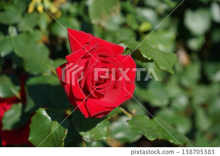 位於長野縣榊町的榊千曲川玫瑰公園，是一座坐落在千曲川岸邊，群山環繞的美麗玫瑰公園。 138705383