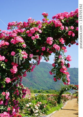 位於長野縣榊町的榊千曲川玫瑰公園,是一座坐落在千曲川岸邊,群山環繞的美麗玫瑰公園。 位於長野縣榊町的榊千曲川玫瑰公園,是一座坐落在千曲川岸邊,群山環繞的美麗玫瑰公園。 138705392