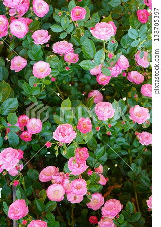 位於長野縣榊町的榊千曲川玫瑰公園，是一座坐落在千曲川岸邊，群山環繞的美麗玫瑰公園。 138705397