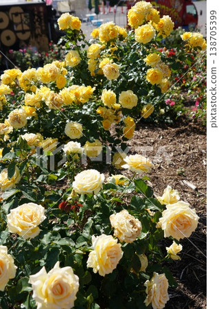 位於長野縣榊町的榊千曲川玫瑰公園，是一座坐落在千曲川岸邊，群山環繞的美麗玫瑰公園。 138705399