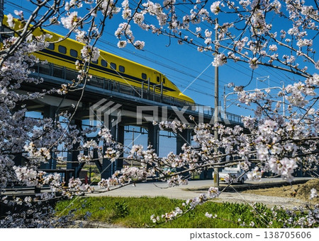 Doctor Yellow in Cherry Blossom Frame Rear print Doctor Yellow in Cherry Blossom Frame Rear print 138705606