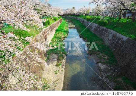 山崎川和木橋「小橋金苗」周圍櫻花盛開。 山崎川和木橋「小橋金苗」周圍櫻花盛開。 138705770