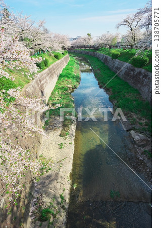 山崎川和木橋「小橋金苗」周圍櫻花盛開。 山崎川和木橋「小橋金苗」周圍櫻花盛開。 138705771