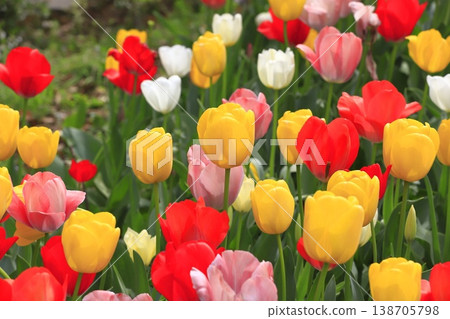 Multicolored tulips 138705798