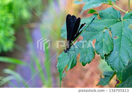 Black-winged Damselfly, Uonuma City, Niigata Prefecture Black-winged Damselfly, Uonuma City, Niigata Prefecture 138705813