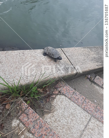 河邊的一隻烏龜；一隻孤零零的烏龜 138705887