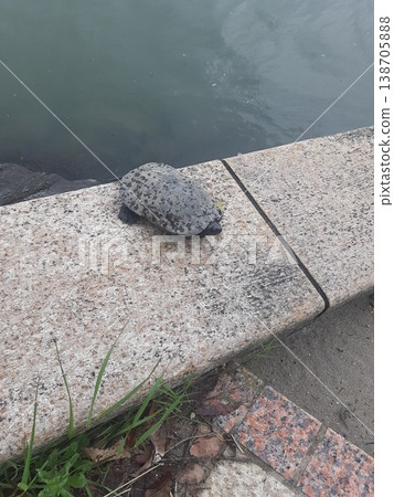 河邊的烏龜 138705888
