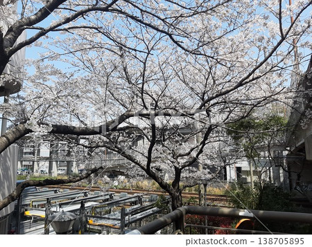 Cherry tree - a cherry tree in a housing complex Cherry tree - a cherry tree in a housing complex 138705895