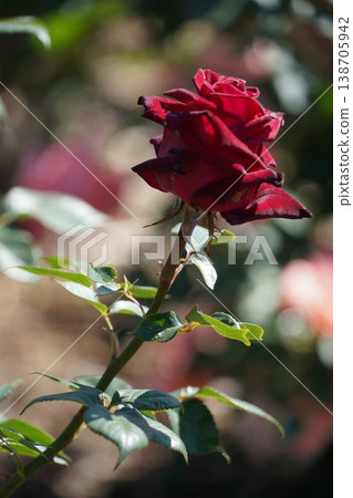 Sakaki Chikuma River Rose Park in Sakaki Town, Nagano Prefecture, is a beautiful rose park located on the banks of the Chikuma River, surrounded by mountains. 138705942