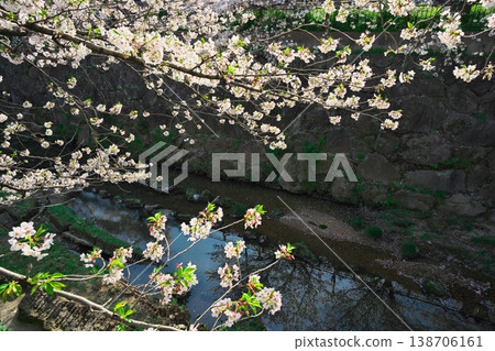 山崎河盛開 山崎河盛開 138706161