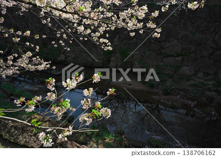 山崎河盛開 山崎河盛開 138706162