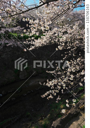 山崎河盛開 山崎河盛開 138706163