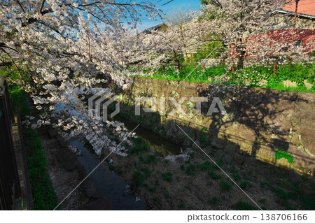 Yamazaki River in full bloom Yamazaki River in full bloom 138706166