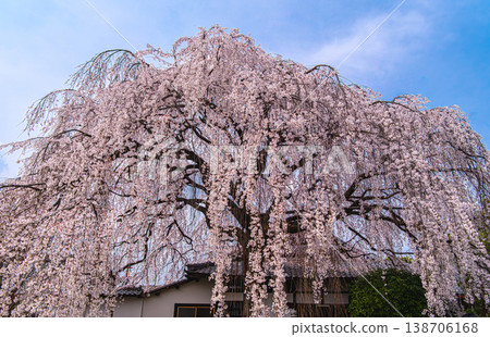 京都本滿寺的垂枝櫻花 京都本滿寺的垂枝櫻花 138706168