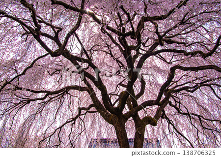 Weeping cherry blossoms at Honmanji Temple, Kyoto 138706325