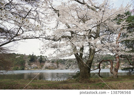 這是南港公園櫻花節的一幕,櫻花正值盛開。 這是南港公園櫻花節的一幕,櫻花正值盛開。 138706568
