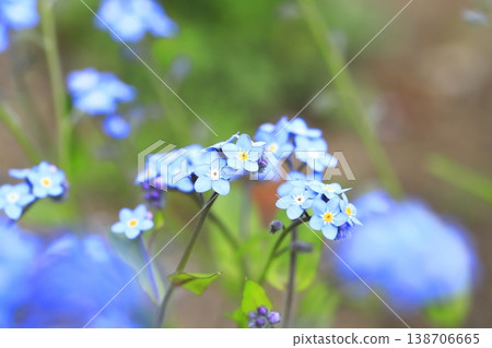 The lovely forget-me-not flower The lovely forget-me-not flower 138706665