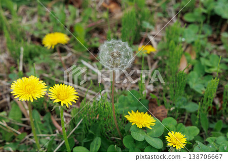 Dandelion and fluff 138706667