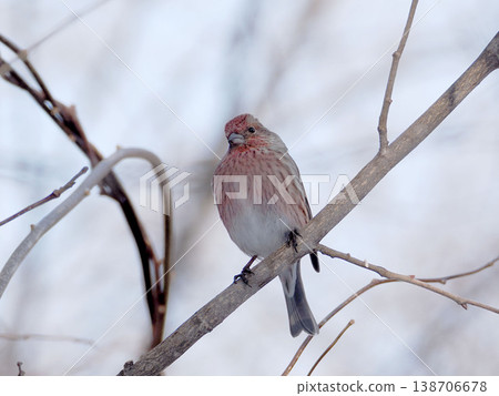 一隻雌性長尾朱雀棲息在樹枝上。 138706678