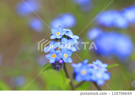 The lovely forget-me-not flower The lovely forget-me-not flower 138706684