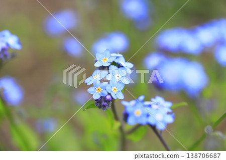 The lovely forget-me-not flower The lovely forget-me-not flower 138706687