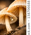 Close-up macro of beige mushrooms with delicate gills and a water droplet, showcasing natural beauty and fine texture in soft focus. 138706688