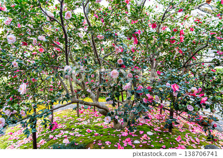 京都地藏院的五色重瓣山茶花 京都地藏院的五色重瓣山茶花 138706741
