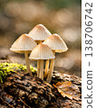 Cluster of delicate brown mushrooms growing on decaying wood, highlighting forest ecology and natural decomposition. 138706742