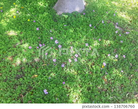 Green plants and small flowers, purple small flowers Green plants and small flowers, purple small flowers 138706760
