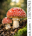 Two Amanita muscaria mushrooms with vivid red caps and white spots, growing together on a mossy forest floor 138706763