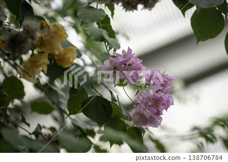 Bougainvillea blooming in a greenhouse Bougainvillea blooming in a greenhouse 138706784