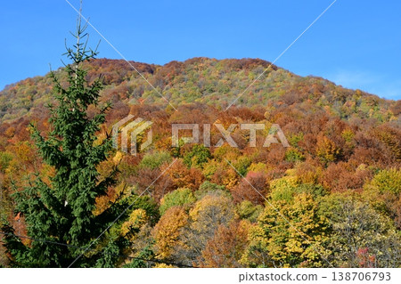 北馬其頓馬夫羅沃國家公園附近的秋葉，金黃色的樹葉 138706793