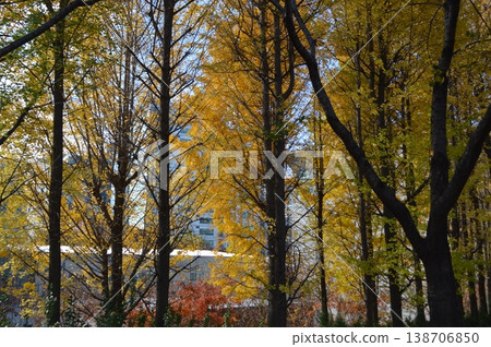Autumn foliage around Jungnangcheon, Seoul, South Korea 138706850