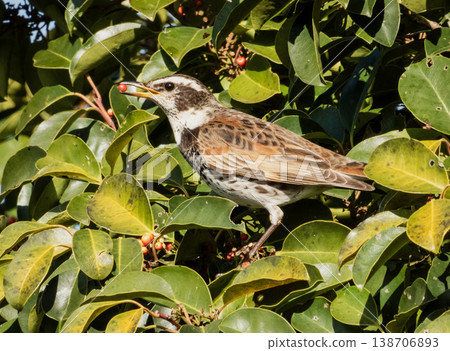 A brown-eared bulbul came to eat the berries of the Ilex rotunda tree. 138706893