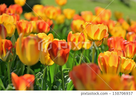  Colorful tulips 138706937