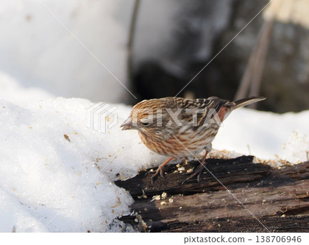 白雪皚皚的景色和一隻雌性長尾朱雀 138706946