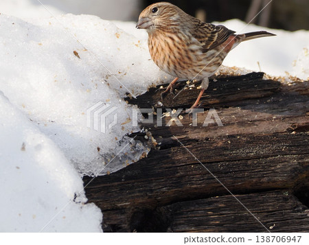 白雪皚皚的景色和一隻雌性長尾朱雀 138706947