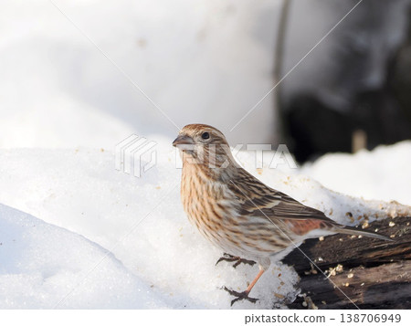 白雪皚皚的景色和一隻雌性長尾朱雀 138706949