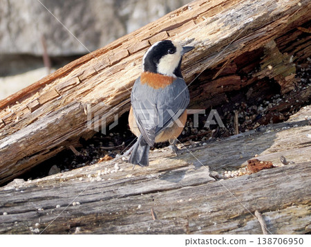 倒樹上的雜色山雀 138706950