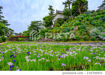 A breathtaking view of Odawara Castle amidst the rainy season: a riot of irises and hydrangeas in Odawara City, Kanagawa Prefecture. 138706955