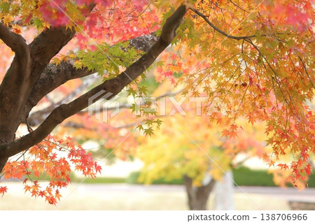 Colorful autumn leaves Colorful autumn leaves 138706966
