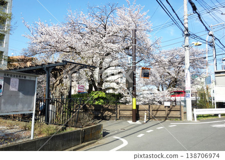 Nogawa River Cherry Blossoms 2026, Kokubunji City, Tokyo: Fudobashi Pocket Park (Ichirizuka Bridge to Fudobashi Bridge) Nogawa River Cherry Blossoms 2026, Kokubunji City, Tokyo: Fudobashi Pocket Park (Ichirizuka Bridge to Fudobashi Bridge) 138706974