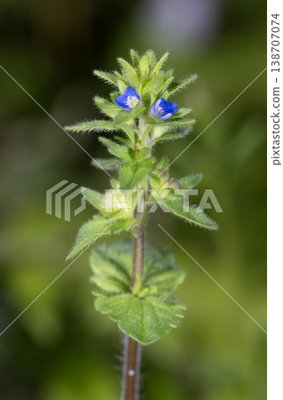 Tatianinhoguri 138707074