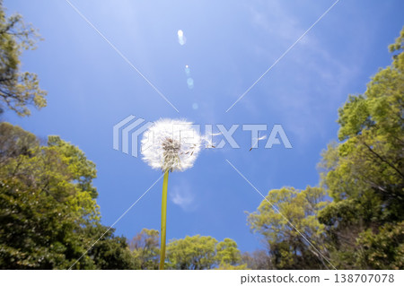 The moment the fluff of a dandelion takes flight 138707078