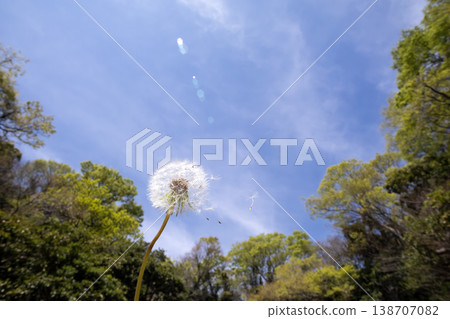 The moment the fluff of a dandelion takes flight 138707082