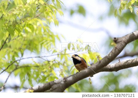 Yamagara stopping in trees Yamagara stopping in trees 138707121