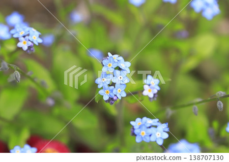 Lovely forget-me-nots 138707130