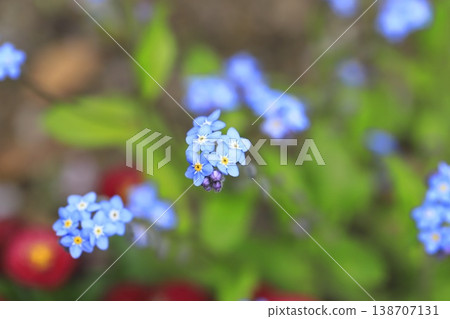 Lovely forget-me-nots 138707131