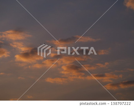 A flock of cormorants flying in the sunset sky A flock of cormorants flying in the sunset sky 138707222